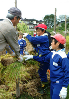 地元住民と一緒に刈った稲をくい掛けする由良小の児童たち