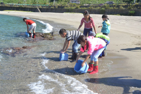 腹びれ切除の標識を付けたクロダイの稚魚を放流する子どもたち＝鶴岡市の米子海岸