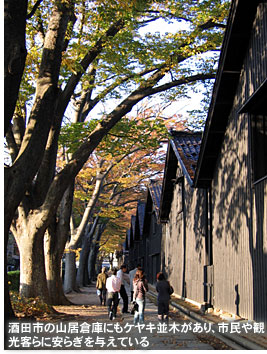 酒田市の山居倉庫にもケヤキ並木があり、市民や観光客らに安らぎを与えている